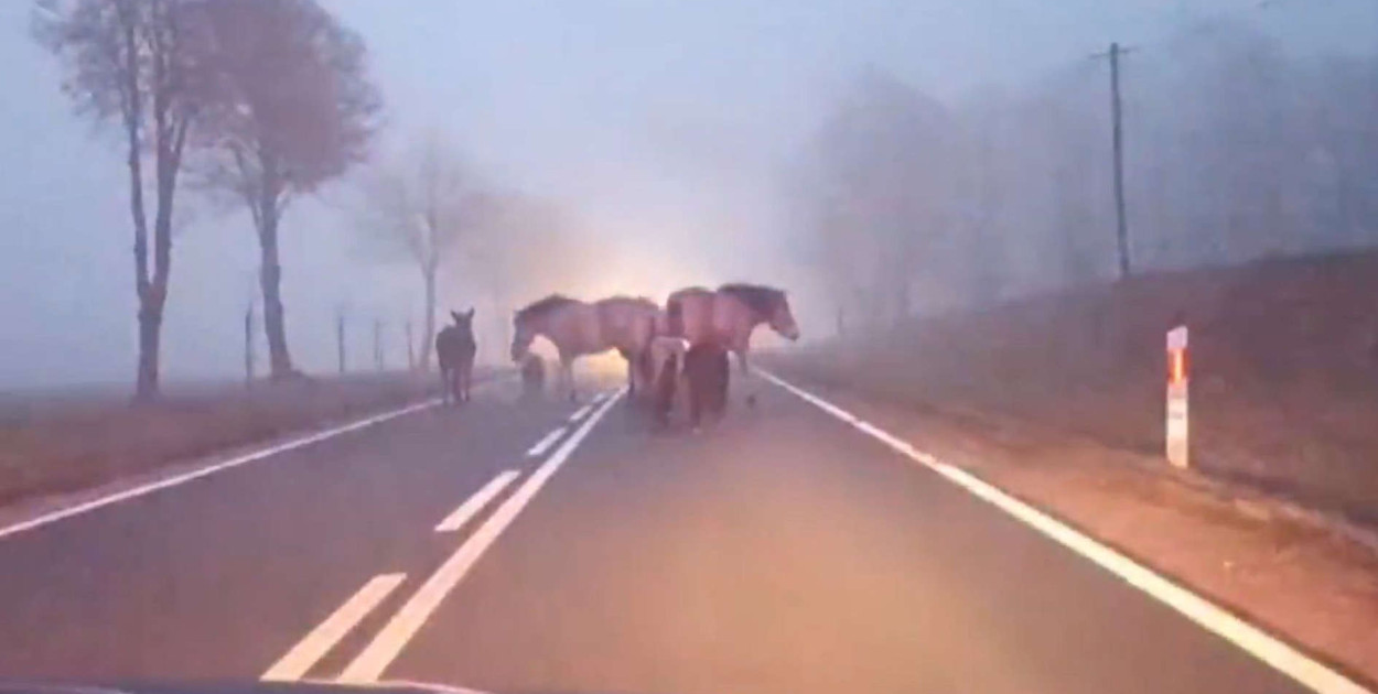 Z mgły wyłoniło się stado. Policjanci udostępnili nagranie