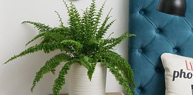 Nowoczesne donice do ogrodu i domu – co naprawdę ma znaczenie