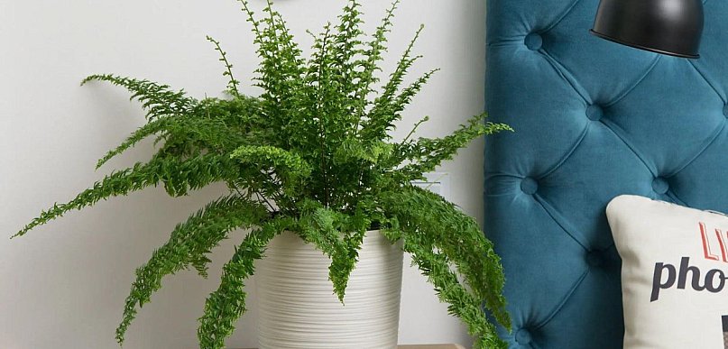 Nowoczesne donice do ogrodu i domu – co naprawdę ma znaczenie