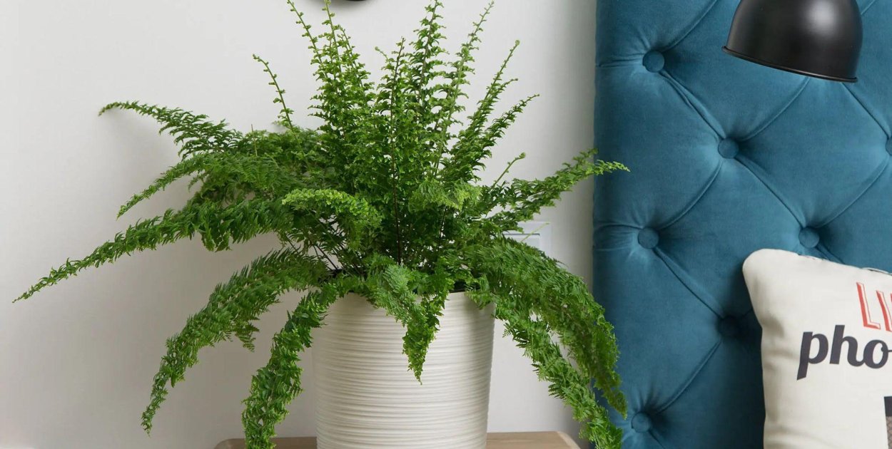 Nowoczesne donice do ogrodu i domu – co naprawdę ma znaczenie